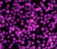 Anti-Goat IgG (H+L), highly cross-adsorbed, CF 660C antibody produced in donkey 