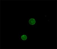 Anti-Goat IgG (whole molecule)FITC antibody produced in rabbit 