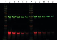 Anti-Guinea Pig IgG (H+L), highly cross-adsorbed, CF 770 antibody produced in donkey 