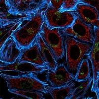 Anti-Guinea Pig IgG (H+L), highly cross-adsorbed, CF555 antibody produced in donkey SAB4600298-250UL