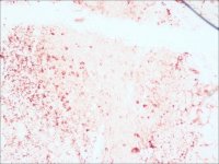 Anti-Human IgG (whole molecule) antibody produced in rabbit I8635-2ML