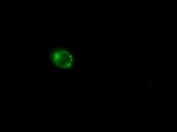 Anti-Human IgG (whole molecule)FITC antibody produced in rabbit 