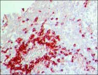 Anti-Human IgG (whole molecule)Peroxidase antibody produced in rabbit A8792-2ML