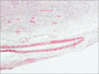 Anti-Mouse IgG (Fab specific)Alkaline Phosphatase antibody produced in goat 