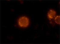 Anti-Mouse IgG (Fab specific)TRITC antibody produced in goat T7782-1ML