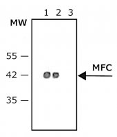 Anti-Mouse IgG (Fc specific)Peroxidase antibody produced in goat A0168-1ML