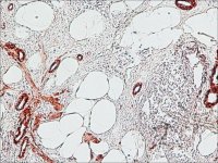 Anti-Mouse IgG (Fc specific)Peroxidase antibody produced in goat A2554-1ML