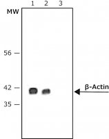 Anti-Mouse IgG (Fc specific)Peroxidase antibody produced in goat A9309-1ML