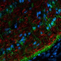 Anti-Mouse IgG (H+L), CF 568 antibody produced in goat 
