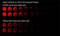 Anti-Mouse IgG (H+L), highly cross-adsorbed, CF 680 antibody produced in goat 