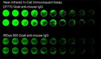 Anti-Mouse IgG (H+L), highly cross-adsorbed, CF 770 antibody produced in goat 