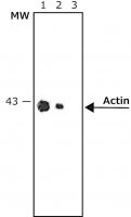 Anti-Mouse IgG (whole molecule)Alkaline Phosphatase antibody produced in rabbit A2418-1ML