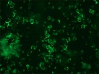 Anti-Mouse IgG (whole molecule)FITC antibody produced in rabbit 