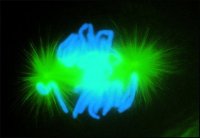 Anti-Mouse IgG (whole molecule)FITC antibody produced in goat 
