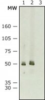 Anti-Mouse IgG (whole molecule)Peroxidase antibody produced in rabbit 