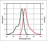 Anti-Rabbit IgG (H+L), highly cross-adsorbed, CF 568 antibody produced in donkey 