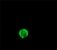 Anti-Rabbit IgG (whole molecule)FITC antibody produced in sheep 