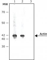 Anti-Rabbit IgG (whole molecule)Alkaline Phosphatase antibody produced in goat A0418-1ML
