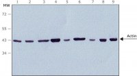 Anti-Rabbit IgG (whole molecule)Peroxidase antibody produced in goat A0545-1ML