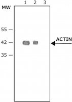 Anti-Rabbit IgG (whole molecule)Peroxidase antibody produced in goat A9169-2ML