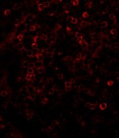 Anti-Rabbit IgG (whole molecule)TRITC antibody produced in goat T6778-1ML