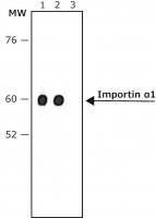 Anti-Rat IgG (whole molecule)Peroxidase antibody produced in rabbit A9542-2ML