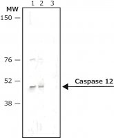 Anti-Rat IgG (whole molecule)Alkaline Phosphatase antibody produced in rabbit 