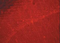 Donkey Anti-Rabbit IgG Antibody, Cy3 conjugate, Species Adsorbed AP182C