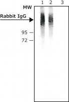Monoclonal Anti-Bovine IgGAlkaline Phosphatase antibody produced in mouse 