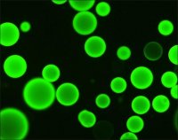 Monoclonal Anti-Goat/Sheep IgGFITC antibody produced in mouse 