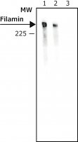 Monoclonal Anti-Goat/Sheep IgGAlkaline Phosphatase antibody produced in mouse 