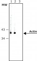 Monoclonal Anti-Rabbit IgG (-chain specific)Alkaline Phosphatase antibody produced in mouse 