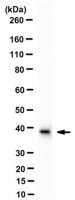 Sheep Anti-Mouse IgG Antibody, Species absorbed Antibody, HRP conjugate AC111P