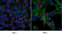 Sheep Anti-Mouse IgG Antibody, Species absorbed, Cy3 conjugate AC111C