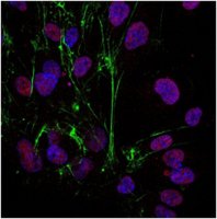 Sheep Anti-Rabbit IgG Antibody, Cy3 conjugate AP510C