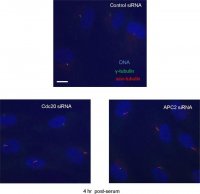 Anti--Tubulin antibody produced in rabbit 