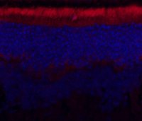 Anti-ABCA4 Antibody, clone 3F4 