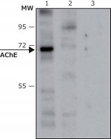 Anti-Acetylcholinesterase (AChE) antibody produced in rabbit 