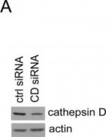 Anti-Actin (20-33) antibody produced in rabbit 