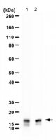 Anti-alpha-Synuclein 