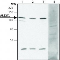 Anti-ALS2CL (N-terminal) antibody produced in rabbit 
