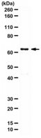 Anti-AMPK 1 Antibody 
