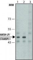 Anti-AMSH-LP / STAMBPL1 (C-terminal) antibody produced in rabbit 