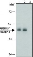 Anti-AMSH-LP/STAMBPL1 antibody produced in rabbit 