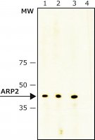 Anti-ARP2 antibody, Mouse monoclonal 