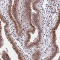 Anti-ATF6B antibody produced in rabbit 