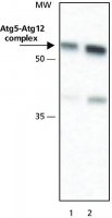 Anti-ATG5 (N-terminal) antibody produced in rabbit 