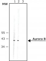 Anti-Aurora B antibody produced in rabbit 