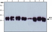 Anti-B23 antibody, Mouse monoclonal 