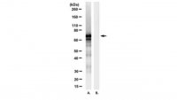 Anti-BASE-tag Antibody, clone 7C7 